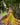 Mustard Colour Floral Fantasy: Polyester Viscose Chanderi Lehenga Choli 2