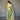 PEAR GREEN   Jacquard Zari Weaving Saree 2