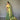 PEAR GREEN   Jacquard Zari Weaving Saree
