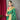 GREEN  PURE PATOLA SILK SAREE WITH PAITHANI 1