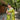 OLIVE GREEN Pure banarasi paithani silk saree 1